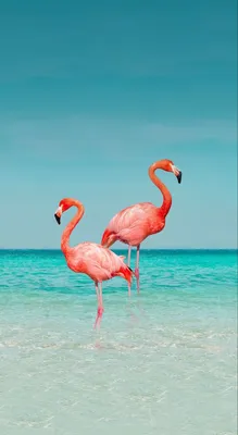 Фламинго на заставку фото
