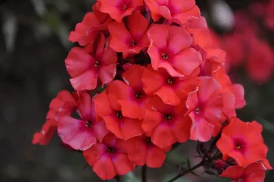 Флоксы — выносливые цветы из бабушкиного сада / Статья