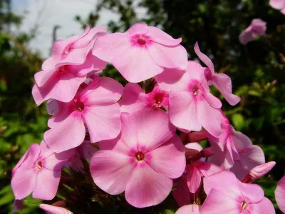 Фото розовые Цветы Флоксы