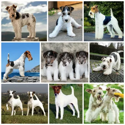 Фокстерьер собака - описание породы, характер, содержание, фото