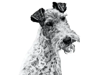 Фокстерьер жесткошерстный - фото породы собаки, характеристика и описание  характера фокстерьера жесткошерстного | Royal Canin