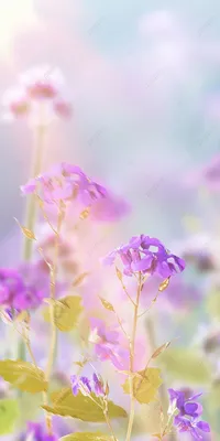 Весеннее солнце цветок обои красивый фон Обои Изображение для бесплатной  загрузки - Pngtree