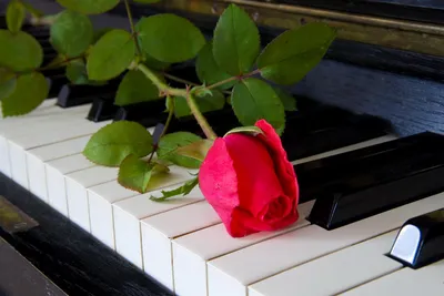 Этот день в истории: 29 марта - Всемирный день фортепиано - На пенсии