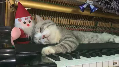 Котик спит внутри фортепиано, пока его владелец играет рождественские  мелодии: милые фото, видео - Новости дня - life