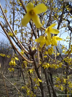 Форзиция промежуточная ( Forsythia x intermedia Zabel) - «Весенний  солнечный кустик, цветет очень рано и радует взгляд. Поделюсь своим опытом  и расскажу о своих ошибках.» | отзывы