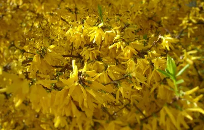 Обои весна, цветение, желтая, форзиция картинки на рабочий стол, раздел  природа - скачать