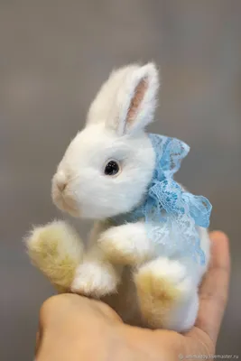 🐰Элитные белые декоративные кролики на прокат: Договорная ᐈ Декоративные  кролики | Орто-Сай | 96028022 ➤ lalafo.kg