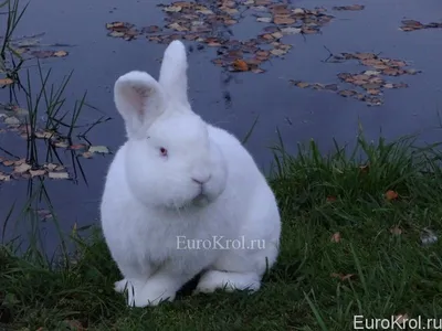Белый кролик, игрушка на руку 34 см, HANSA 7156 - 2'860 руб - купить в  интернет магазине \"Морозко\", узнать характеристики, описание, цену, отзывы