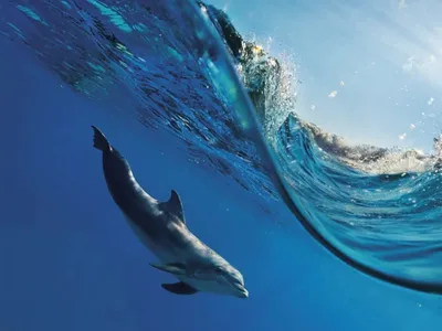 Фото дельфинов под водой фото