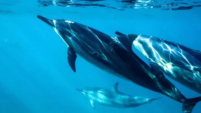 дельфины под водой море океан морской пейзаж Фото Фон И картинка для  бесплатной загрузки - Pngtree