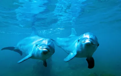 Фото дельфина под водой
