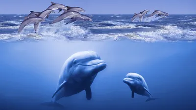 Дельфины под водой 40х50 000 Art Hobby Home 148998318 купить за 982 ₽ в  интернет-магазине Wildberries