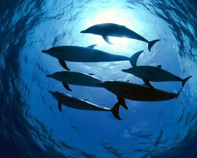 3 шаловливых дельфина под водой Стоковое Фото - изображение насчитывающей  прозрачно, вода: 133105306