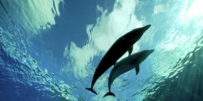 Дельфины под водой» — создано в Шедевруме