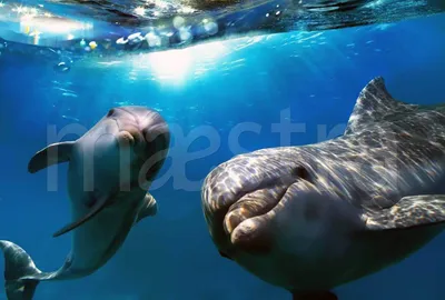 Фотообои Два дельфина под водой купить в Москве, Арт. 3-089 в  интернет-магазине, цены в Мастерфресок