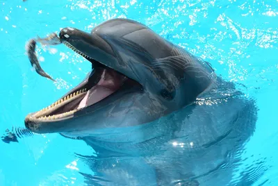 Фото Дельфины под водой