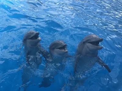 Фотообои Дельфины под водой на стену. Купить фотообои Дельфины под водой в  интернет-магазине WallArt