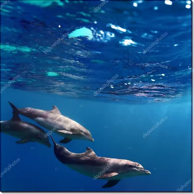 дельфин под водой стоковое изображение. изображение насчитывающей море -  25487057