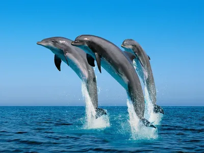 Дельфины. Умнейшие морские млекопитающие. | Крис Штейн | Диалоги о природе  | Дзен