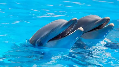 Дельфин под водой , красиво, …» — создано в Шедевруме