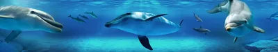 Дух скотства над водой. Часть 2. Японские дельфины редко выживают при  транспортировке. Их покупают, чтобы получить документы на животных из  Черного моря — Новая газета