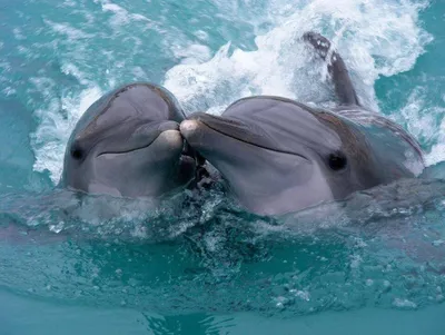 Дельфины кричат, чтобы компенсировать антропогенный шум под водой | Природа  | ERR