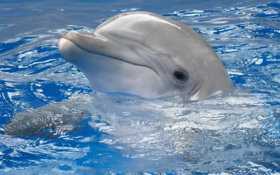 дельфины под водой стоковое изображение. изображение насчитывающей свет -  6801177