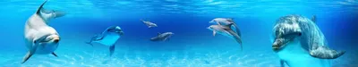 Купить картину Три дельфина под водой , Сток в Украине | Фото и репродукция  картины на холсте в интернет магазине Макросвит