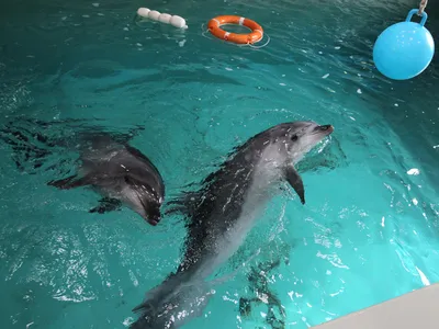 дельфины плавают в глубоком синем море, группа дельфинов плывет под водой,  Hd фотография фото, вода фон картинки и Фото для бесплатной загрузки