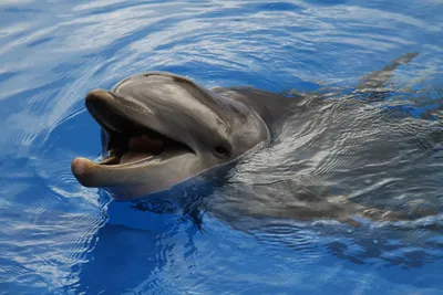 Как приманить дельфинов | Пикабу