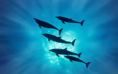 Очаровательные дельфины на поверхности воды · Бесплатные стоковые фото