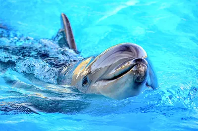 дельфины - актуальные новости и публикации | hromadske.ua