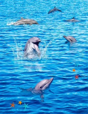 День дельфинов» в Санкт-Петербурге 2017