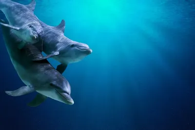 Дельфины кричат под водой, но их не всегда слышат