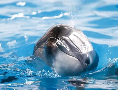 Фрески на стену дельфин, дельфины, подводный мир, aртикул: 3183 дельфины  под водой