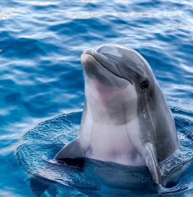 Дельфин под водой +волоросли 4k» — создано в Шедевруме
