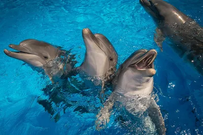 Шоу дельфинов — Дельфинарий - Голубицкая расположен в самом центре  курортной станицы Голубицкая