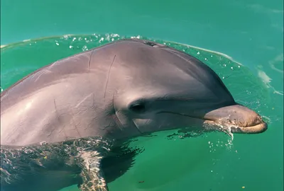 Тренер рассказала о нынешней судьбе выброшенных в Черное море ручных  дельфинов - МК