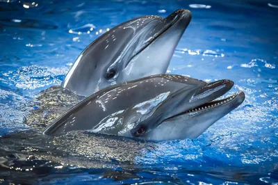 Экскурсия Дом дельфинов в Хургаде по цене всего за $14
