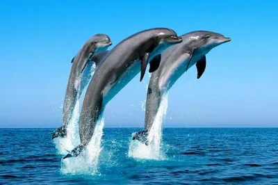 Фото дельфинов - красивые изображения запаса дельфина Стоковое Изображение  - изображение насчитывающей утеха, дельфины: 37203461