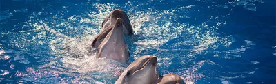 Ученые: освоение человеком океанов заставило дельфинов перейти на крик -  BBC News Русская служба