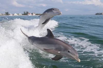 У африканского побережья заметили редчайшего дельфина-альбиноса