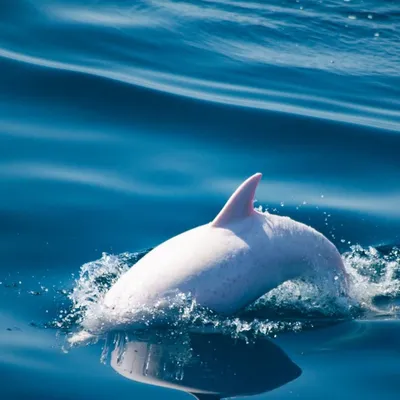 Как дельфинарии вредят дельфинам и почему дельфинотерапия не работает