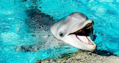 Спасти дельфинов на Фарерских островах пытаются британские зоозащитники -  16.09.2021, Sputnik Грузия