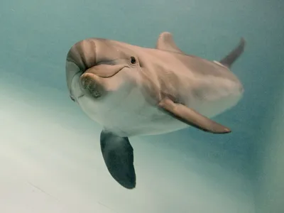 Почему гибнут дельфины в Черном море – мнение ученого - РИА Новости Крым,  16.05.2022