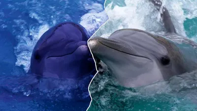 Двух мертвых дельфинов нашли у берегов Севастополя - SevastopolMedia.ru