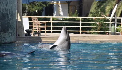 Личный опыт: я основала центр спасения раненых дельфинов