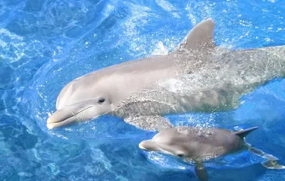 Что делать, если вы нашли дельфина на берегу в Новороссийске?