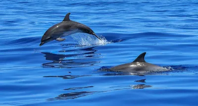 Власти Севастополя назвали случай с выброшенными в море дельфинами вопиющим  - РИА Новости, 03.11.2022