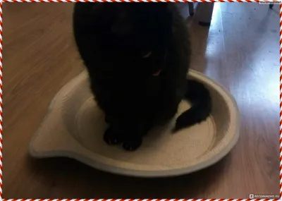 Лежанки Aliexpress Round Cat Pot Bed Cat Claw Tray Cat Scratch Board  Scratching Post with Catnip Cat Hammock Bed for Pet Products Supplies - «Я  в восторге! Но как такое пропустили через